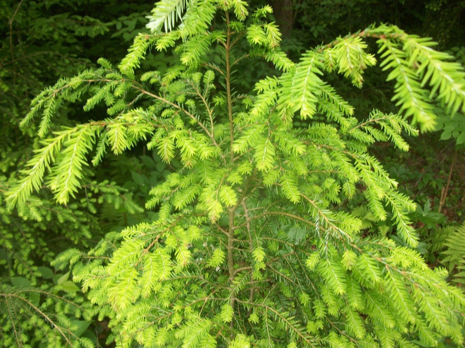 Qty-10 Eastern Hemlock starter trees 36 inches tall