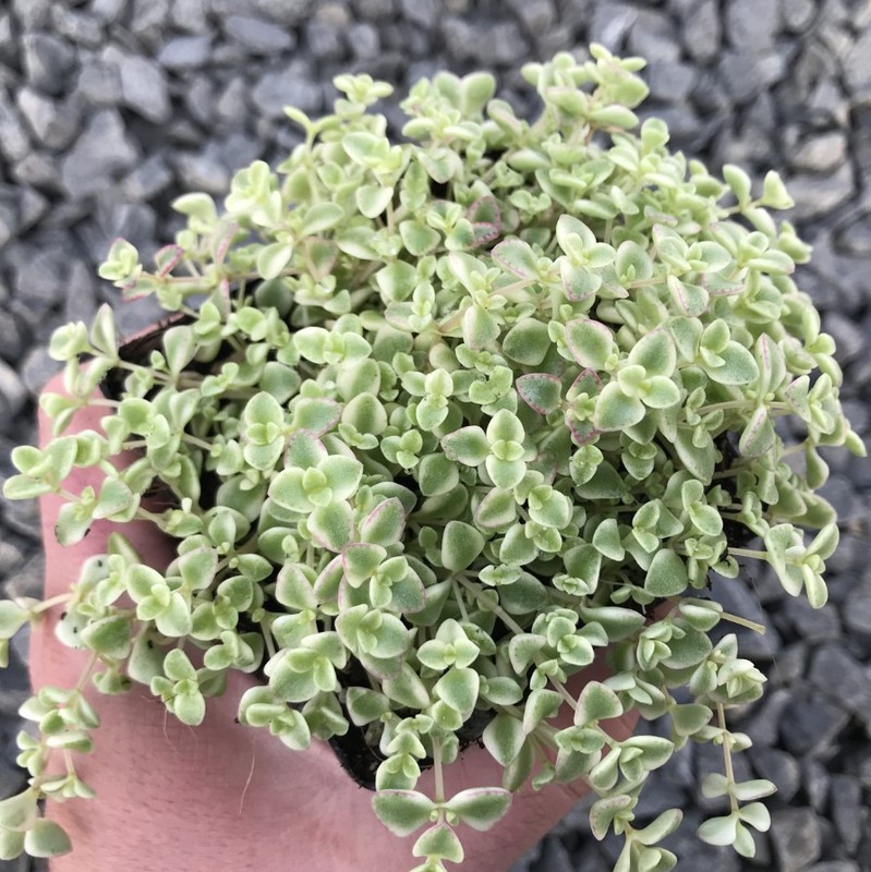 Sedum Little Missy Plant 4″ Pot – Variegated Succulent – Stonecrop Groundcover