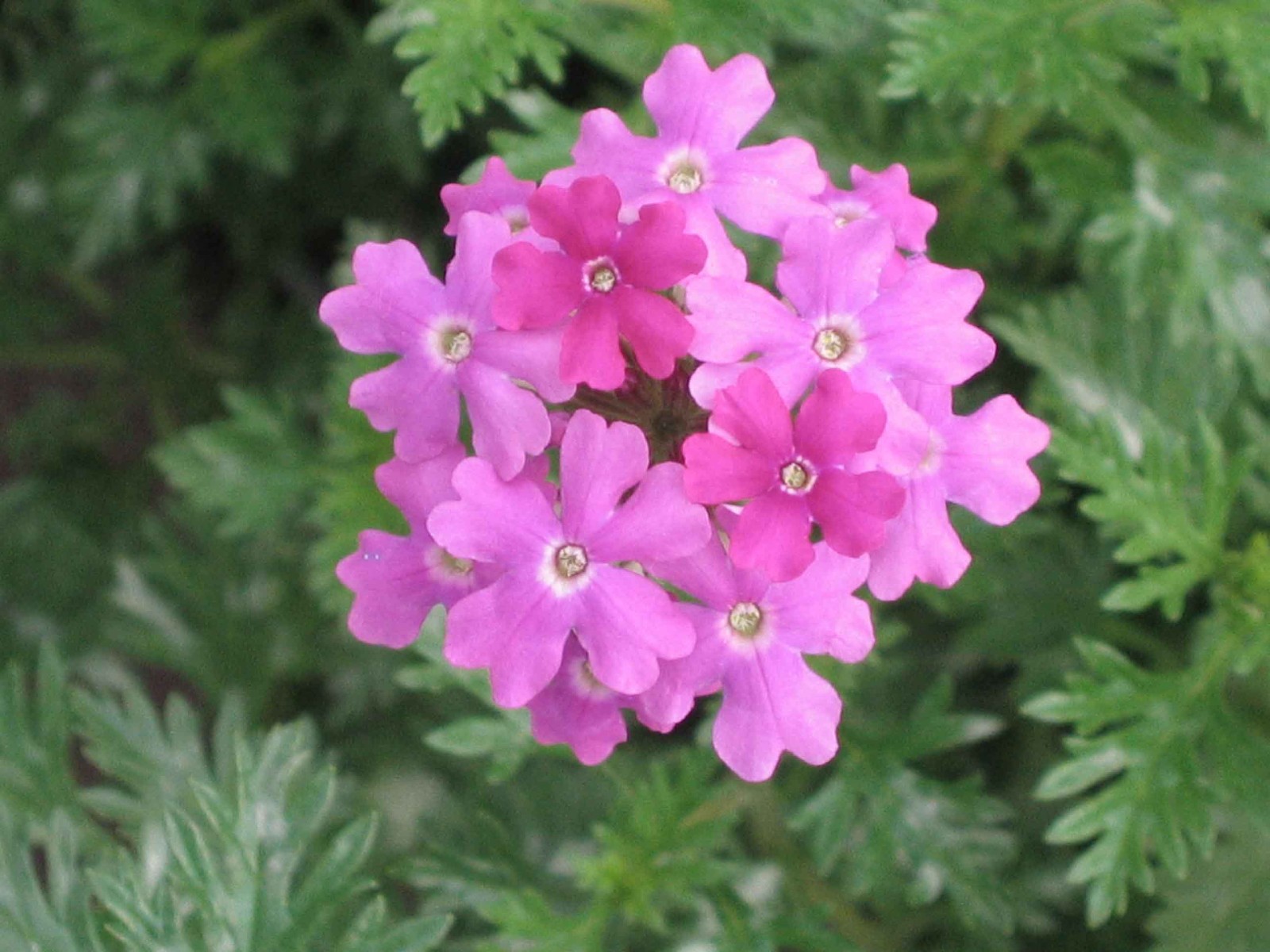 500 Moss Verbena Seeds – Verbena tenuisecta Seeds – Medicinal Plant