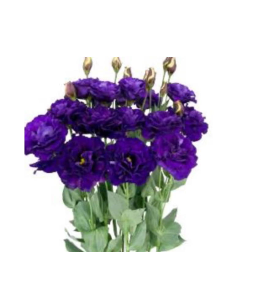 Lisianthus Live Plant, Healthy Potted Lisianthus, Long-Lasting Flower 3-4″ Pot