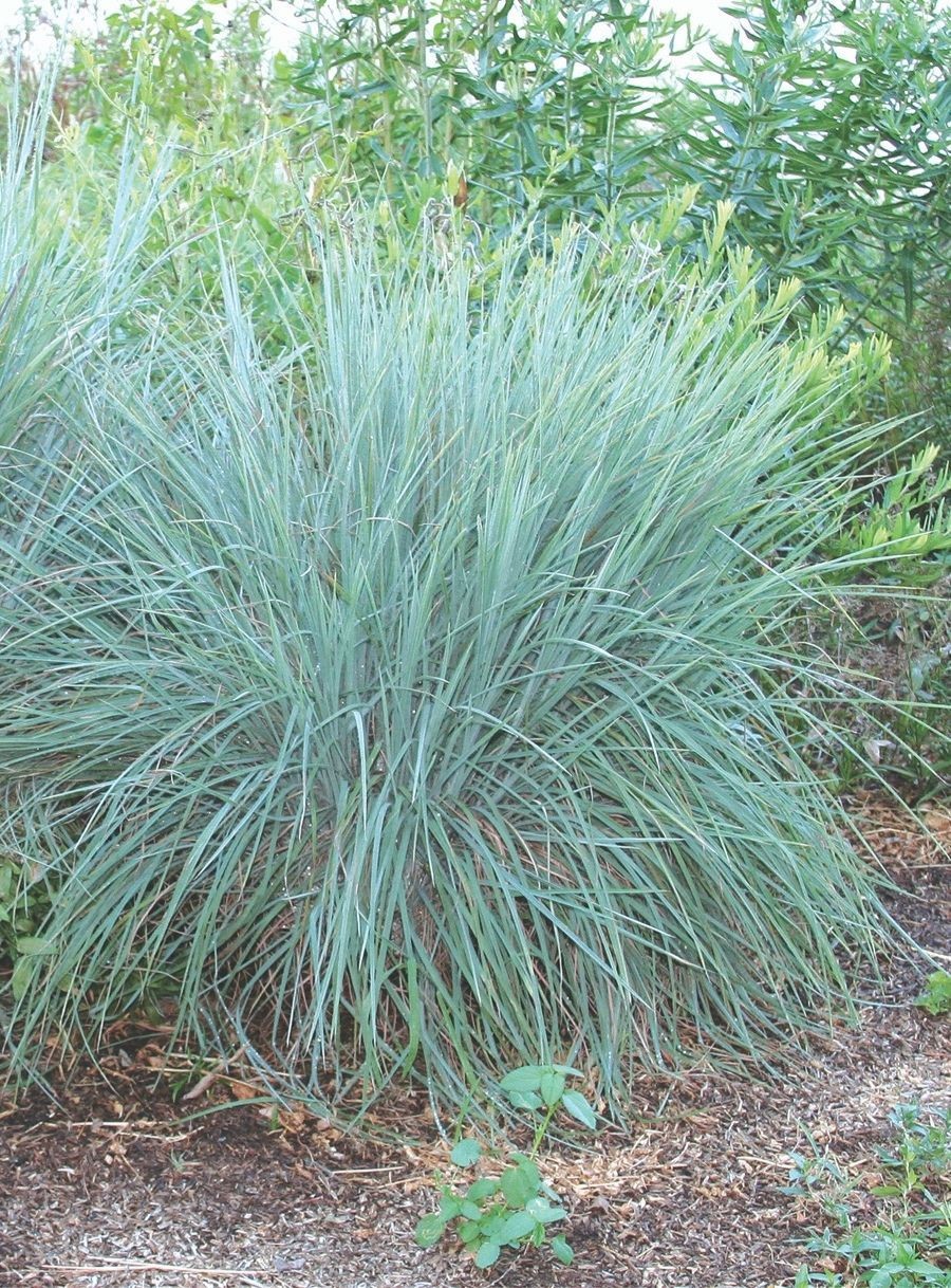 Little Bluestem Schizachyrium scoparium 200 Seeds Free Shipping!