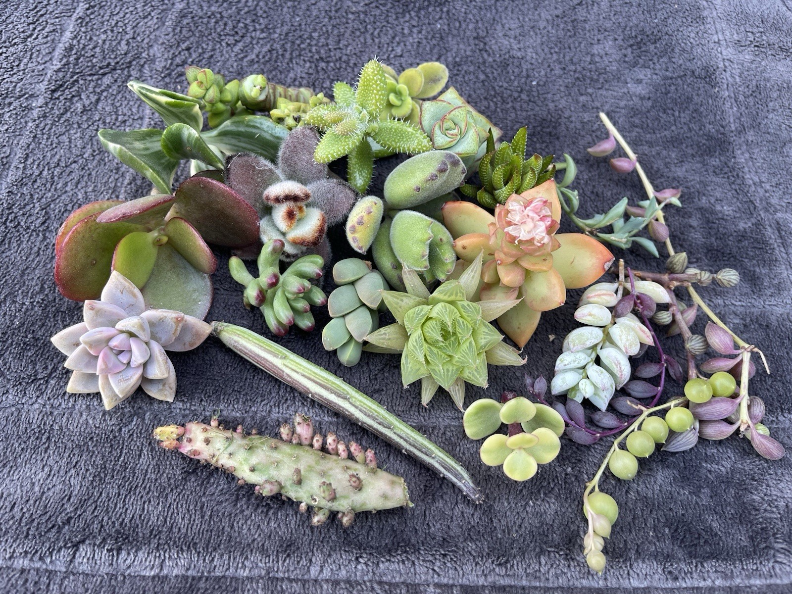 25 Assorted Succulent Cuttings | FREE SHIPPING