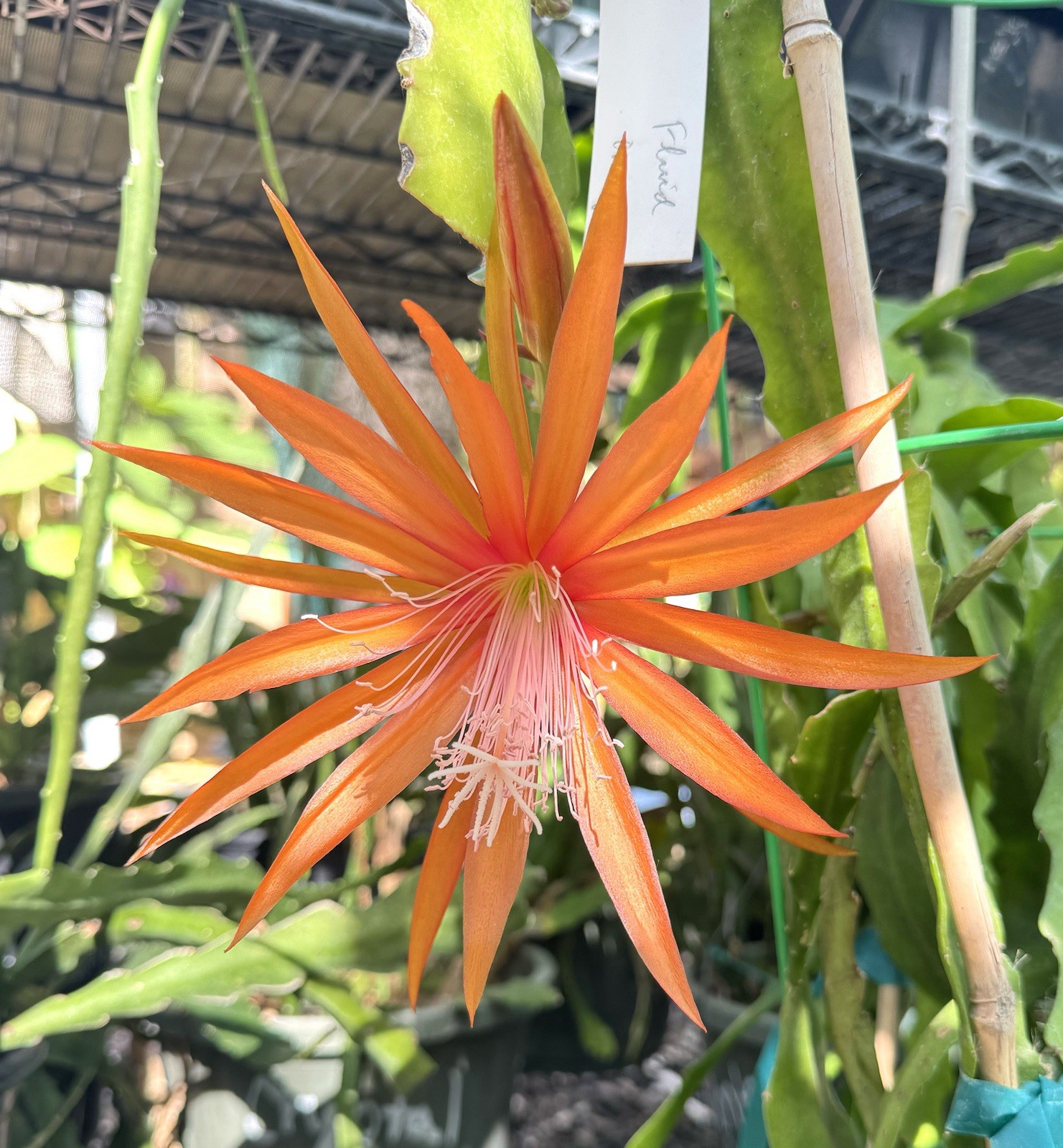 2 FLUID ORANGE Epiphyllum Orchid Cactus Succulents