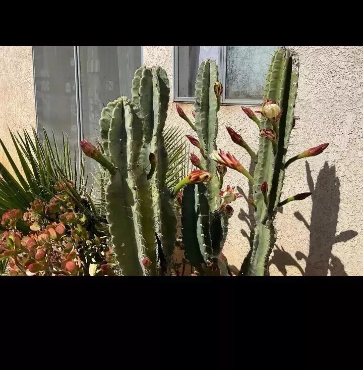 Cereus Peruvianus cutting (2 )Peruvian apple cactus cuttings 6-8 inches Tall.