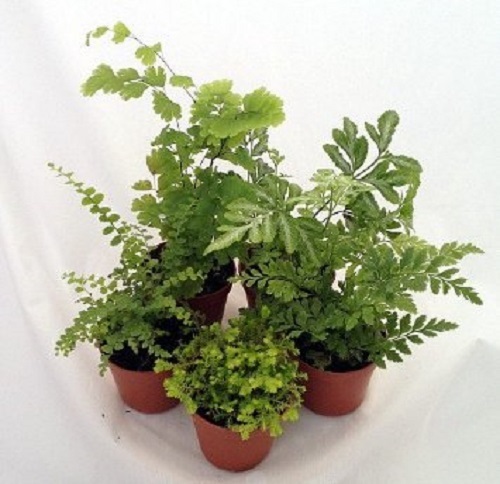 5 DIFFERENT Assorted Live Potted Plants!!! SHIPS FREE!!!