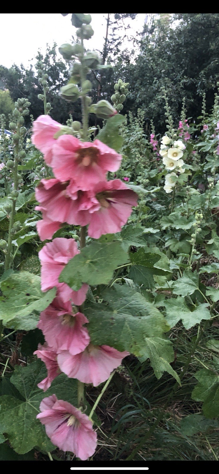 GIANT HOLLYHOCK MIXED COLORS 50 SEEDS, HARDY PERENNIAL, EZ TO GROW, USA SELLER