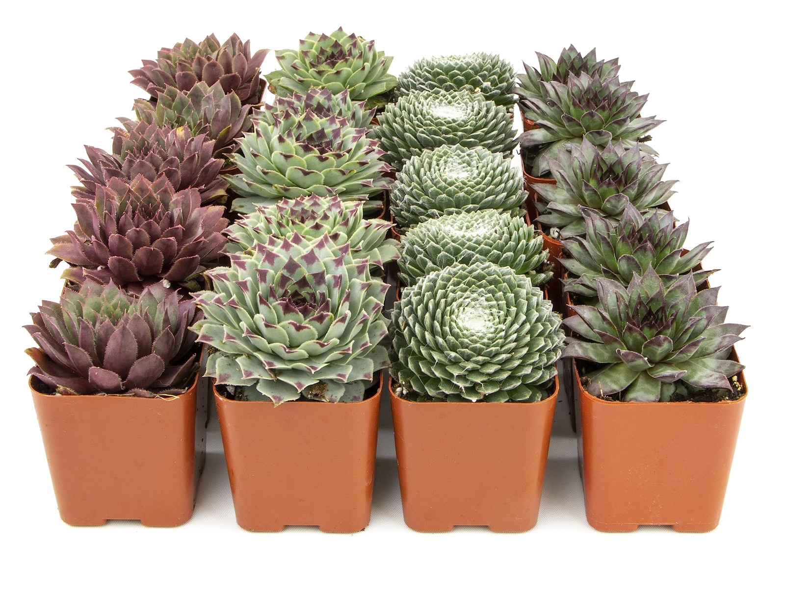 Plants For Pets Succulent 20 Sempervivum In Planter Pots Live Indoor Or Room