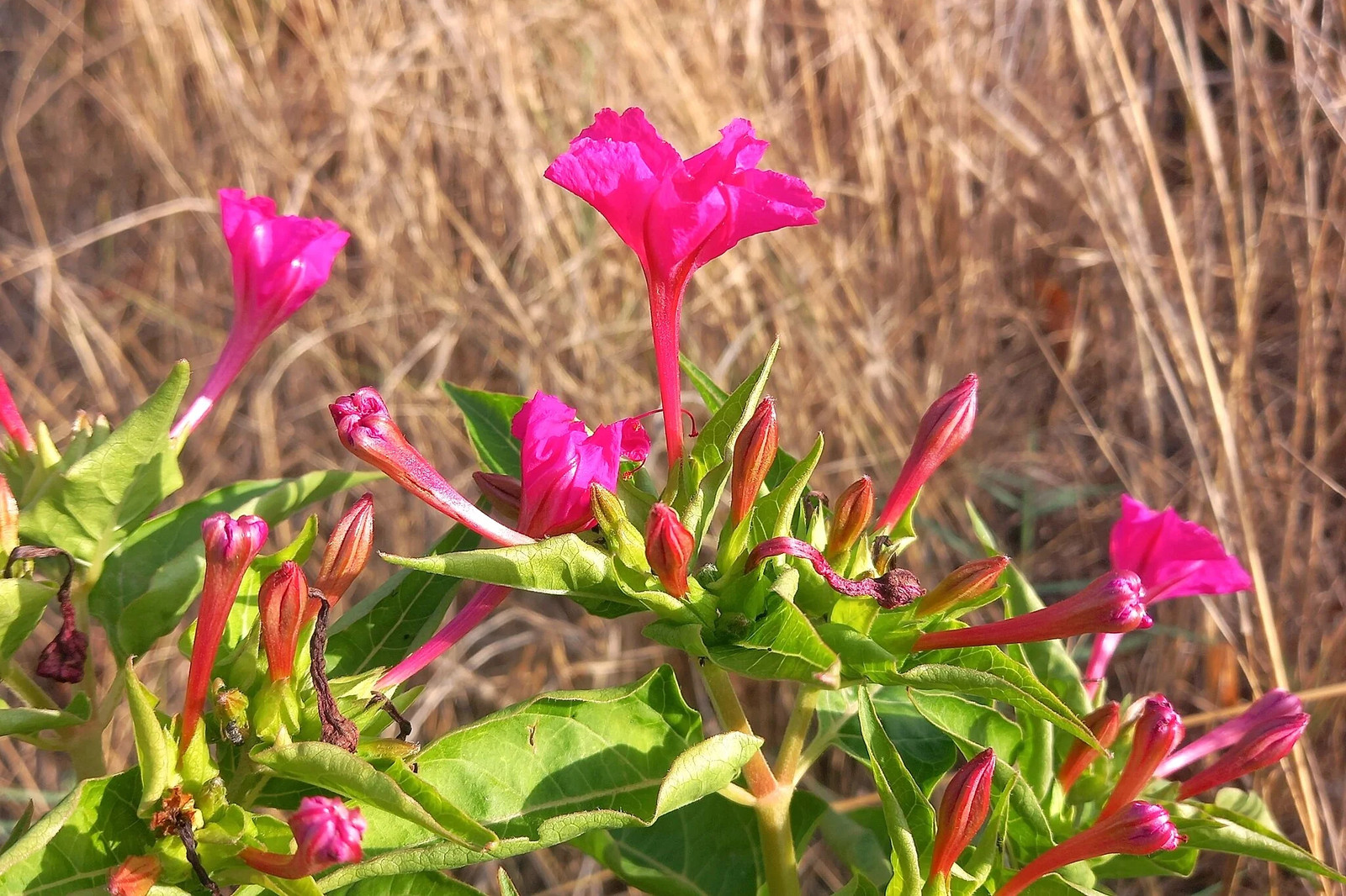 Pink Four O’ Clock Seeds | Mirabilis Rose Marvel Peru Magenta Flower Seed 2025