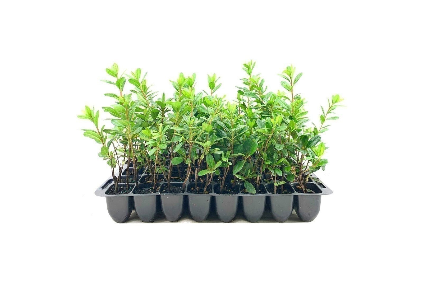 Azalea Prize | 2 Inch | Rhododendron | Spring Blooms | Evergreen Shrub Flowering
