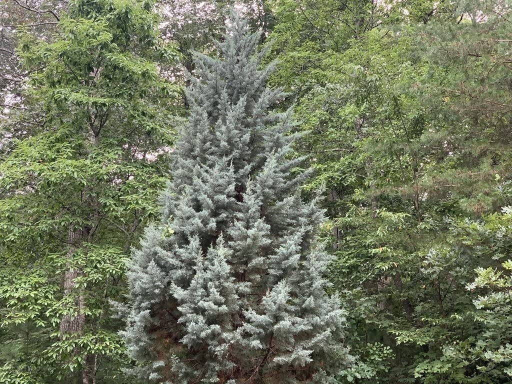 Arizona Blue Ice Cypress | 1 Gallon | Cupressus arizonica | Low Maintenance