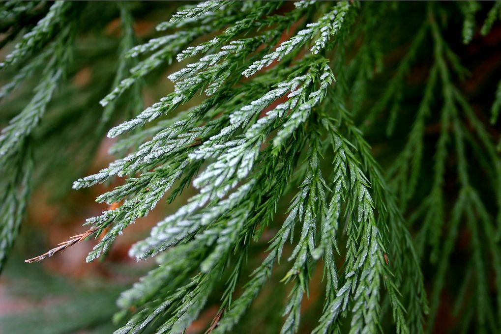 Giant Sequoia, Sequoiadendron giganteum, Tree Seeds (Fast, Evergreen)