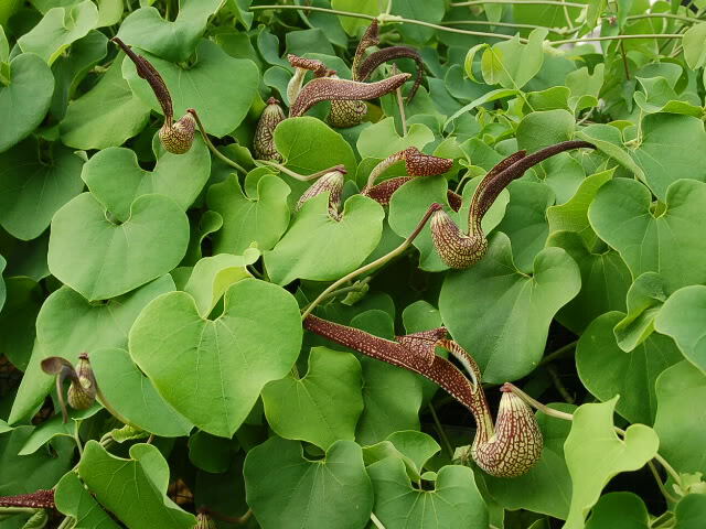 Aristolochia Ringens 10 Seeds, Gaping Dutchman’s Pipe Vine, Birthwort