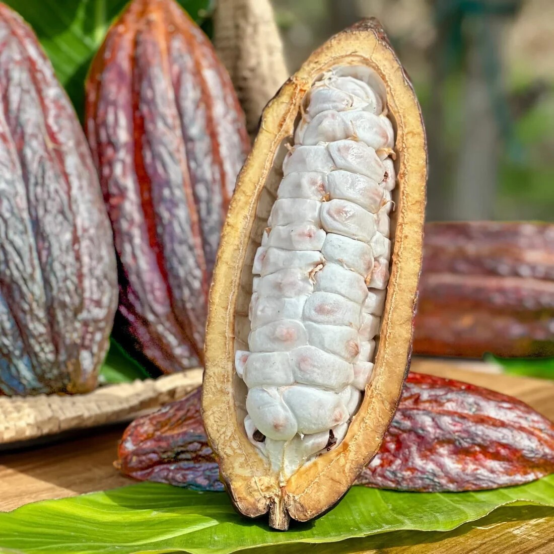 1 ORGANIC PACK PREMIUM FRESH WHOLE COCOA POD EXOTIC FRUIT FREE SHIPPING
