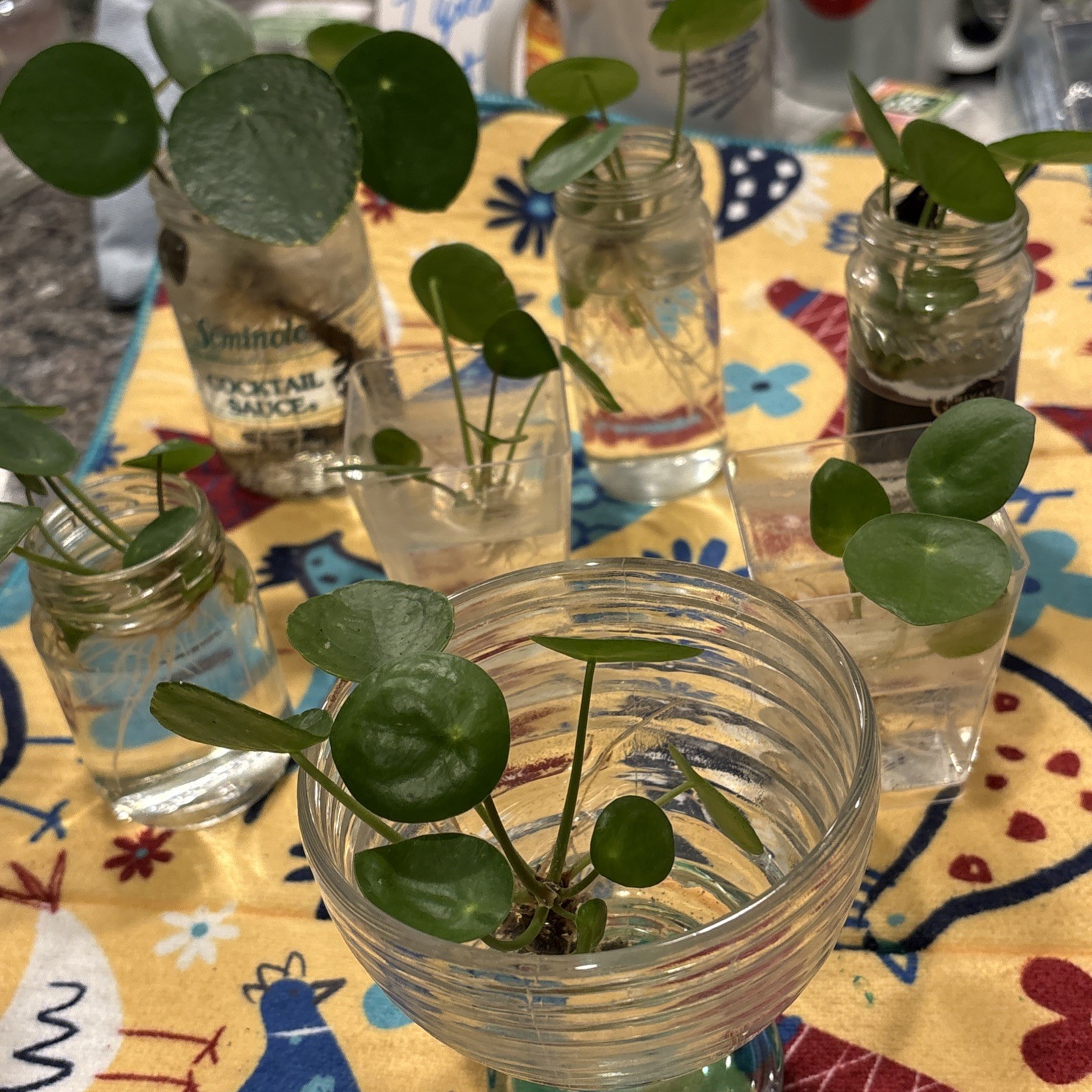 (1) 🪴CUTE Rooted Chinese Money Plant – Pilea Peperomioides – EASY GROW🌱
