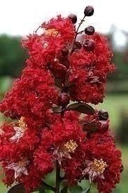 Crape Myrtle Dynamite Red | Extra Large 3 Gallon Plant | Vivid Red Blooms &…