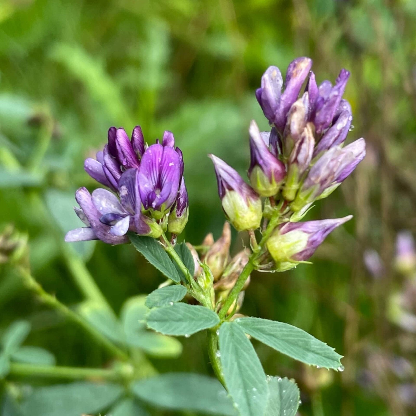 Alfalfa (Medicago sativa) SEEDS