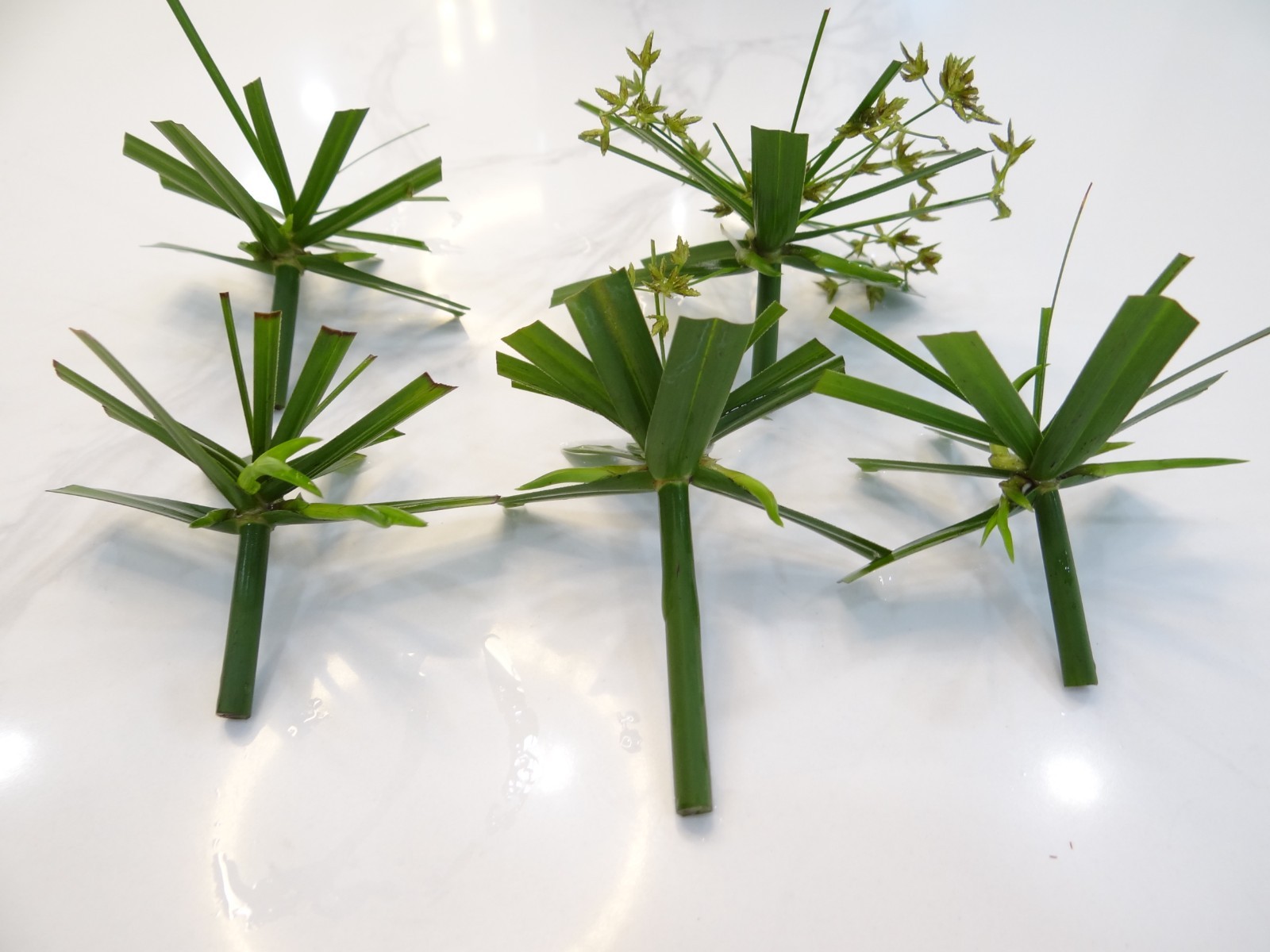20 + baby plants Umbrella Palm. Healthy.