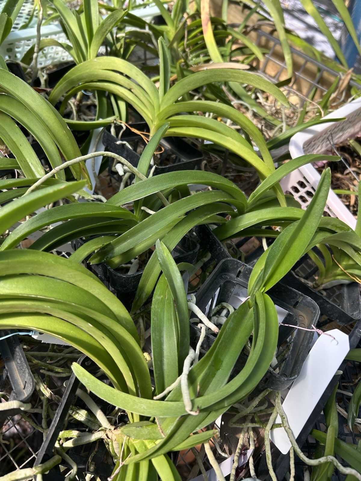 Vanda Indian Incense , Dark Vanda Orchid Fragrant