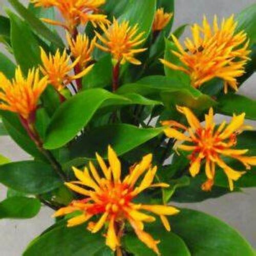 Golden Brush Dwarf Ginger – Burbidgea schizocheila- SMALL ROOTED STARTER Plant