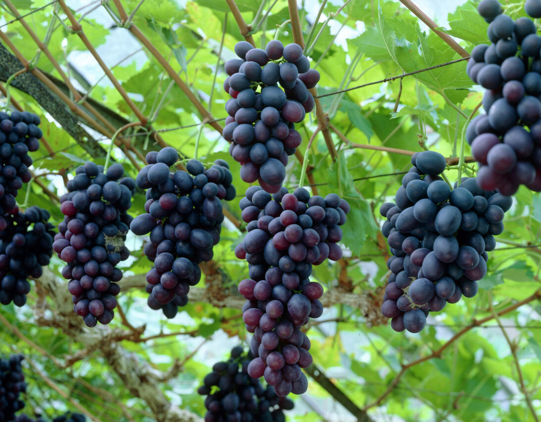 Wine Grape, Vitis vinifera, Vine Seeds