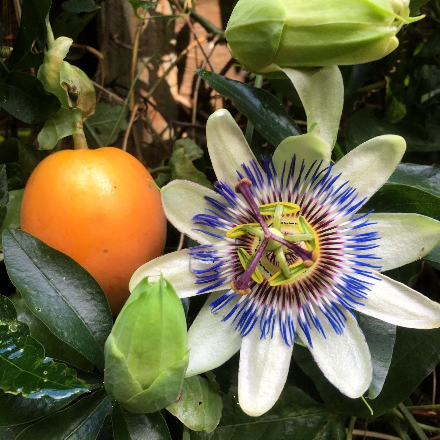 BLUE PASSION FLOWER SEEDS Vine Fruit Plant Hummingbirds & Butterflies! 20 Seeds