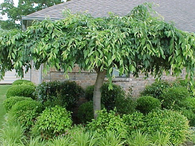 Weeping Cherry Tree Prunus x yeodensis shidare yoshino