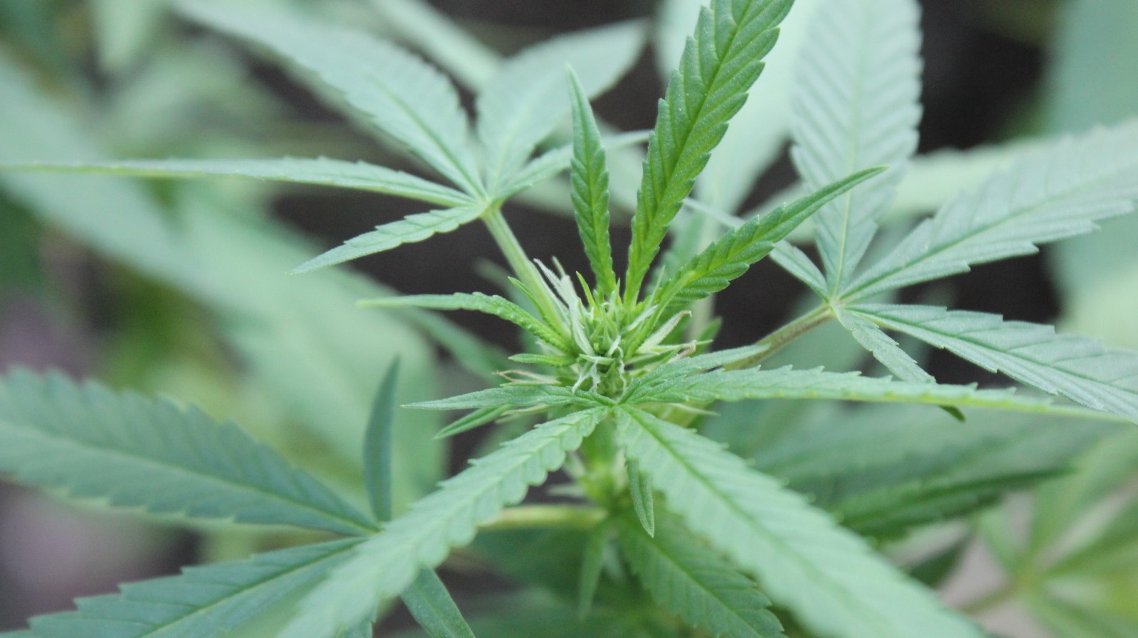 TSK23 Farms “Babylon Mistress” Unfeminized Seed Pack (100-120 Seeds)