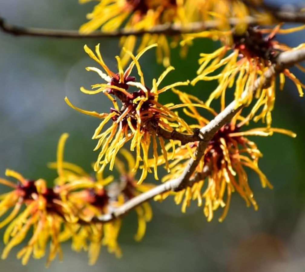 Live Witch Hazel Tree – Quart Pot – AK: Bareroot Oct–May – No Ship to PR, HI