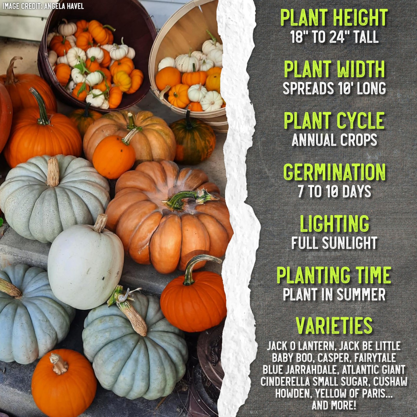 Seed Needs Pumpkin Seeds to Plant Specialty 100 Seeds, Spooky Blend (Mix)