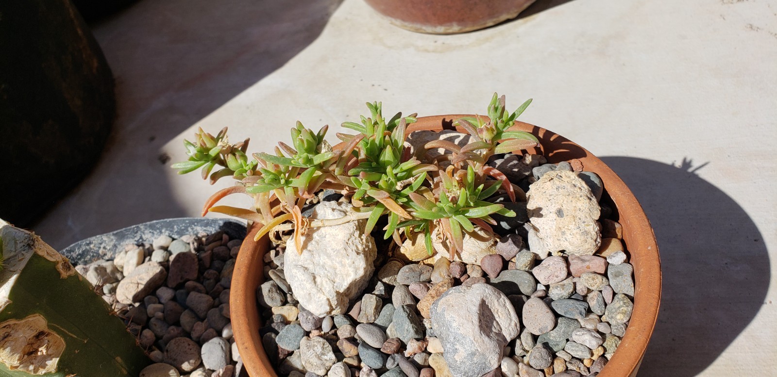 *10 Seed Pods / 100+ Seeds* Delosperma Napiforme, caudex succulent mesemb