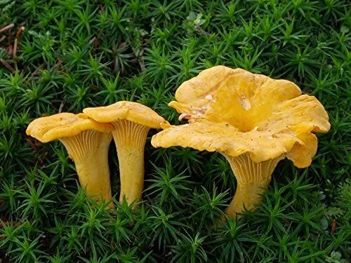 Chanterelle Mushroom Spores in Sawdust Bag Garden Grow Kit Makes 5 gal Free Ship