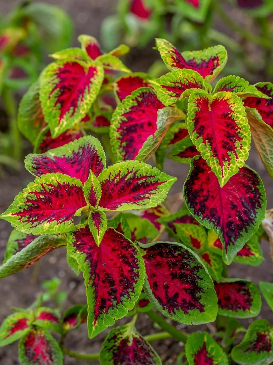 20PCS Coleus Seeds , Coleus Watermelon Part shade favorite