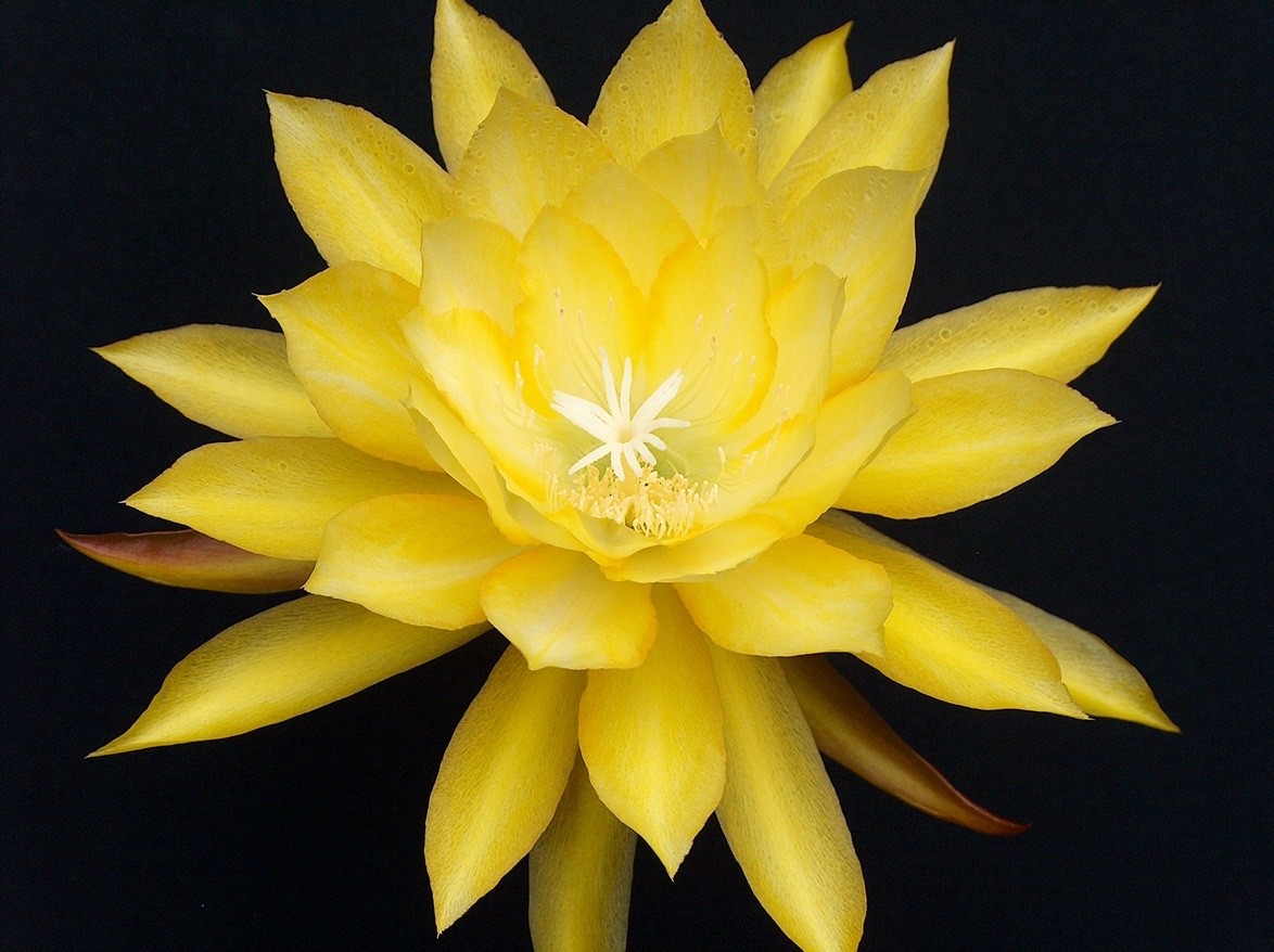 Epiphyllum, Orchid Cactus ” CAREER GIRL “, Don’s Quart pots JUNE/4