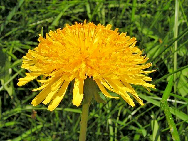 Dandelion 1000 seeds, herb, Taraxacum officinale, yellow daisy, EZ to grow.
