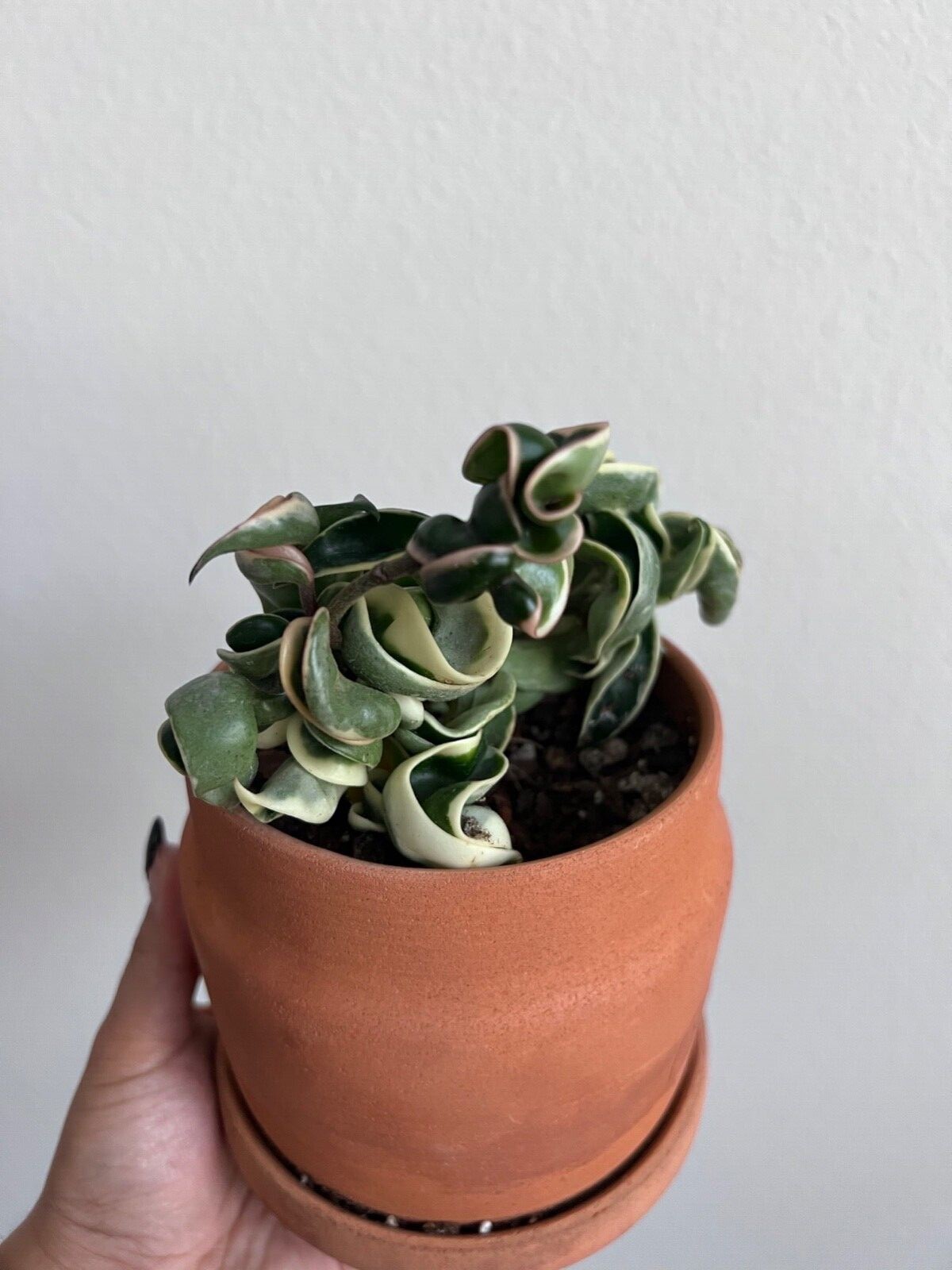 Variegated Hindu Rope, 4 inch Rare Hoya Compacta Carnosa, Very Rare Limited