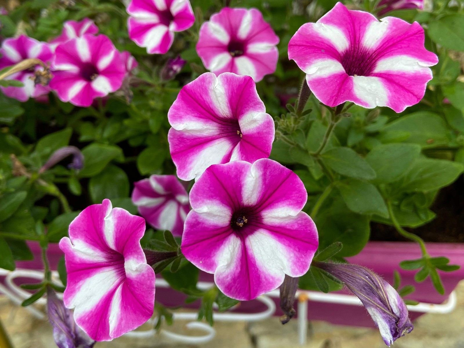 100 STAR MIX PETUNIA Mixed Colors Petunia Violacea Flower Seeds Red Blue Purple