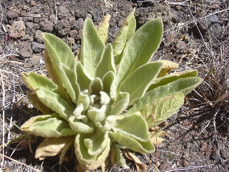 Common Mullein – 500 Seeds – Verbascum thapsus