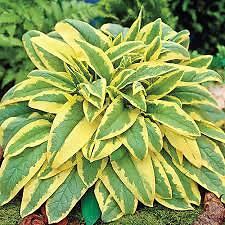 Comfrey