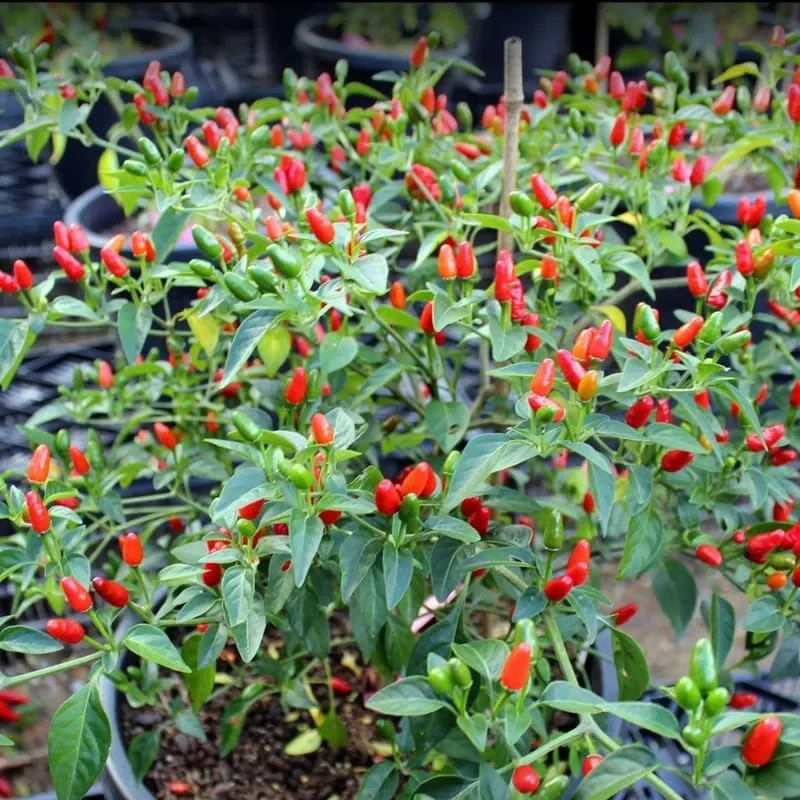 🌱NEW! Mexican Heirloom Chili Pequin Hot Pepper 20+ Seeds
