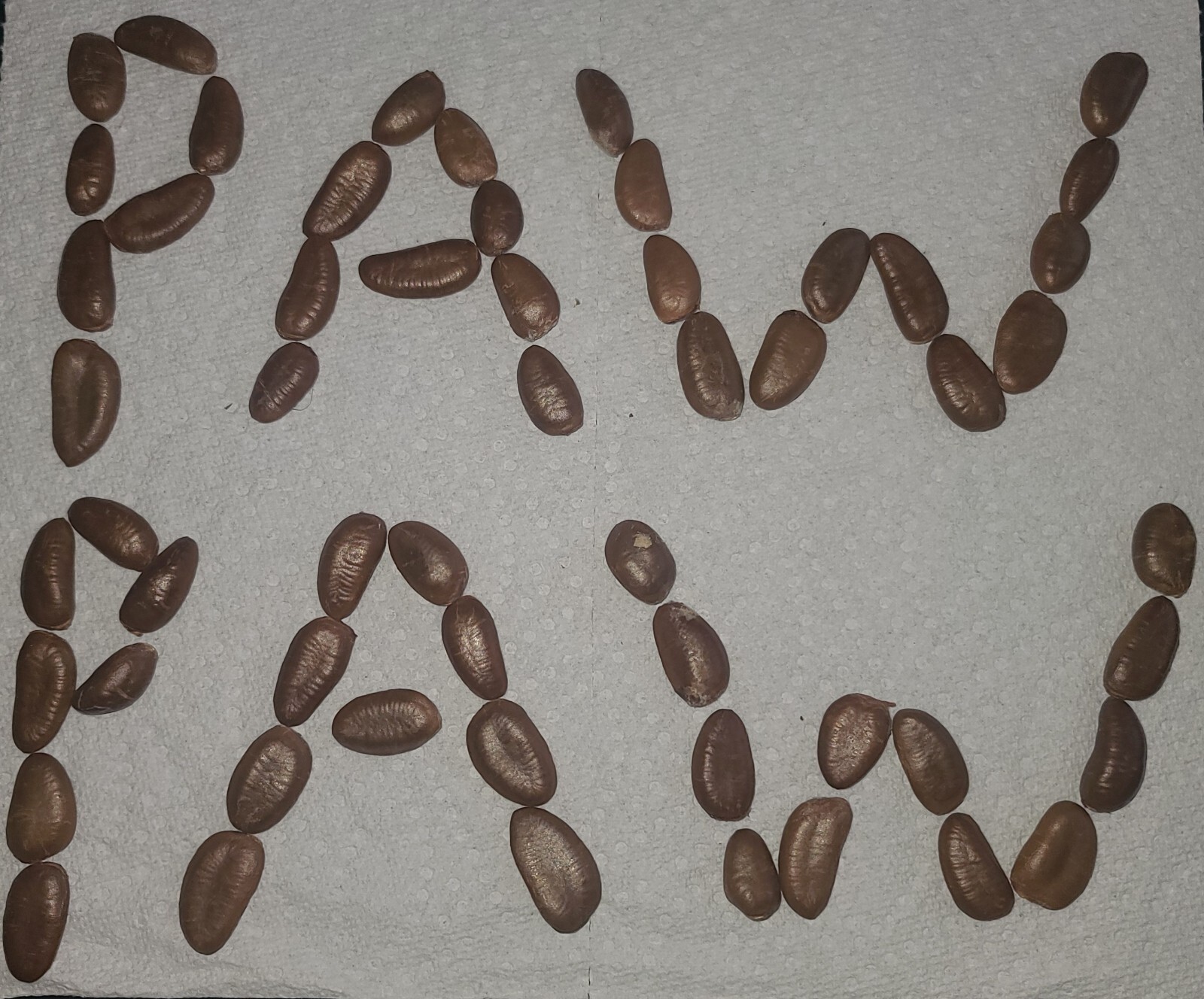 PAW PAW FRUIT TREE SEEDS Asimina Triloba Hardy Plant. 3 Seeds Per Packet.