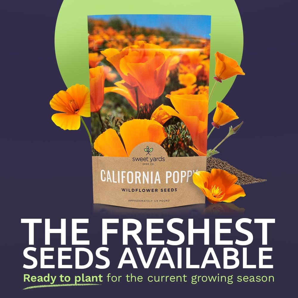 California Orange Poppy Wildflower Seeds – Bulk 1/4 Pound Bag – over 80,000 Nati