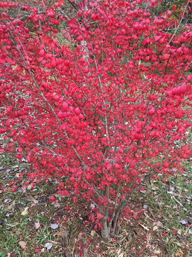 Red Burning Bush or Shrub ~ Shows Beautiful Fall Foliage ~ 50 Seeds USA Seller