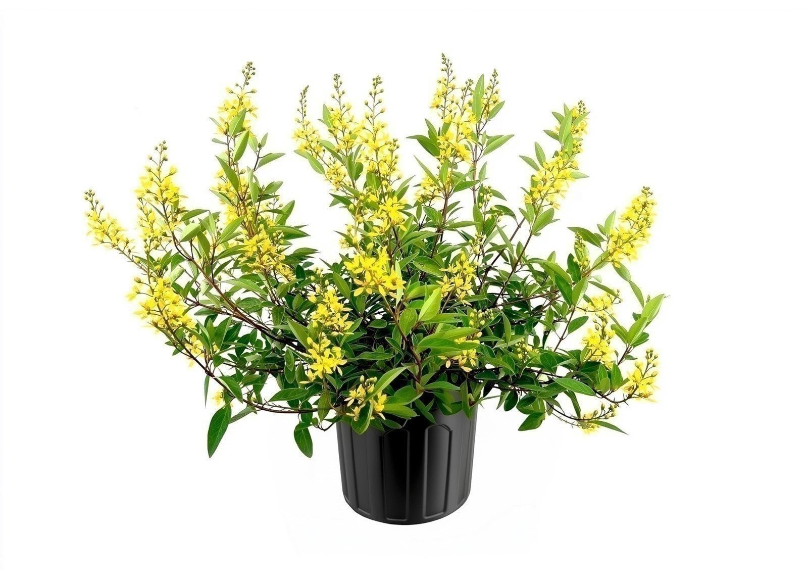 Thryallis | 3 Gallon | Galphimia gracilis | Low Maintenance | Hardy Plant