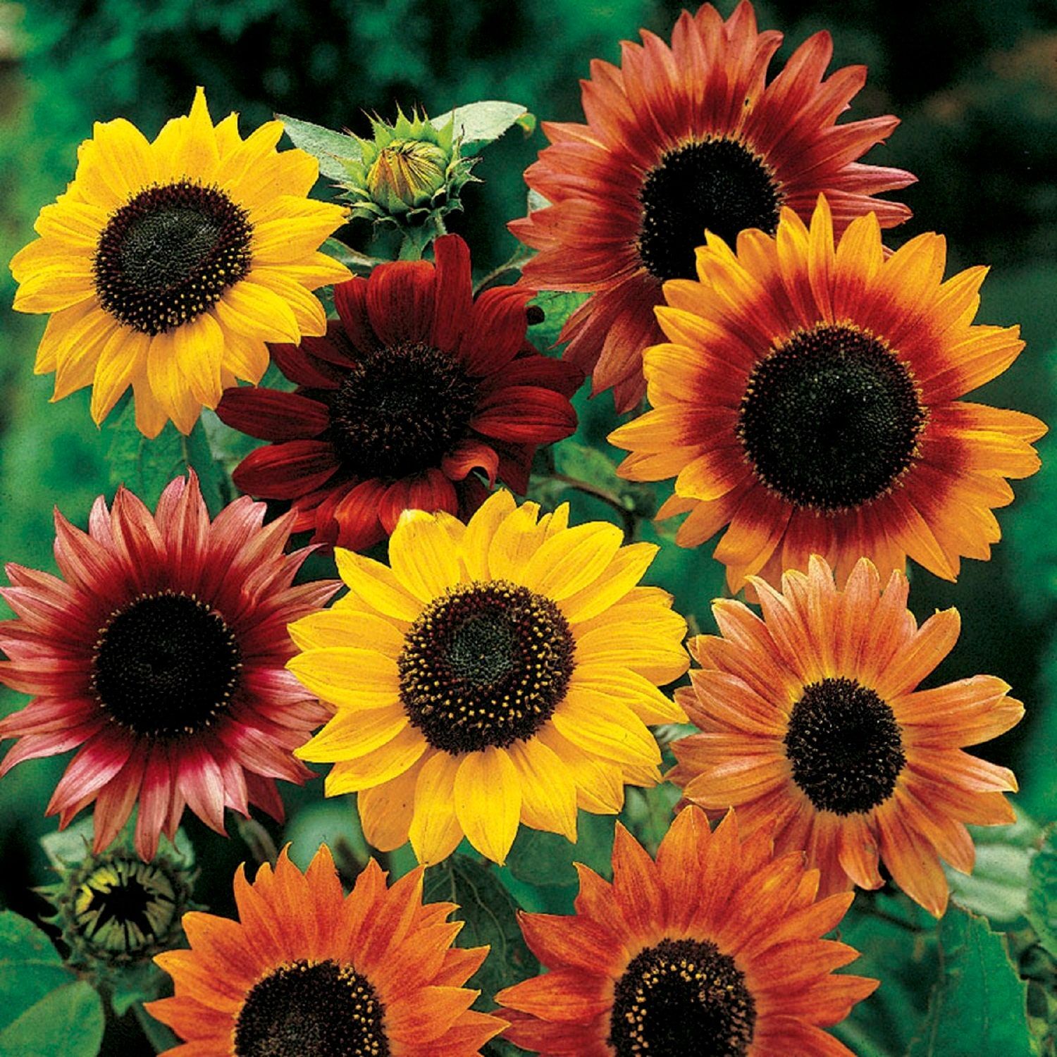 WHITE AUTUMN BEAUTY SUNFLOWER Helianthus annuus ‘Autumn Beauty’ 10 SEEDS