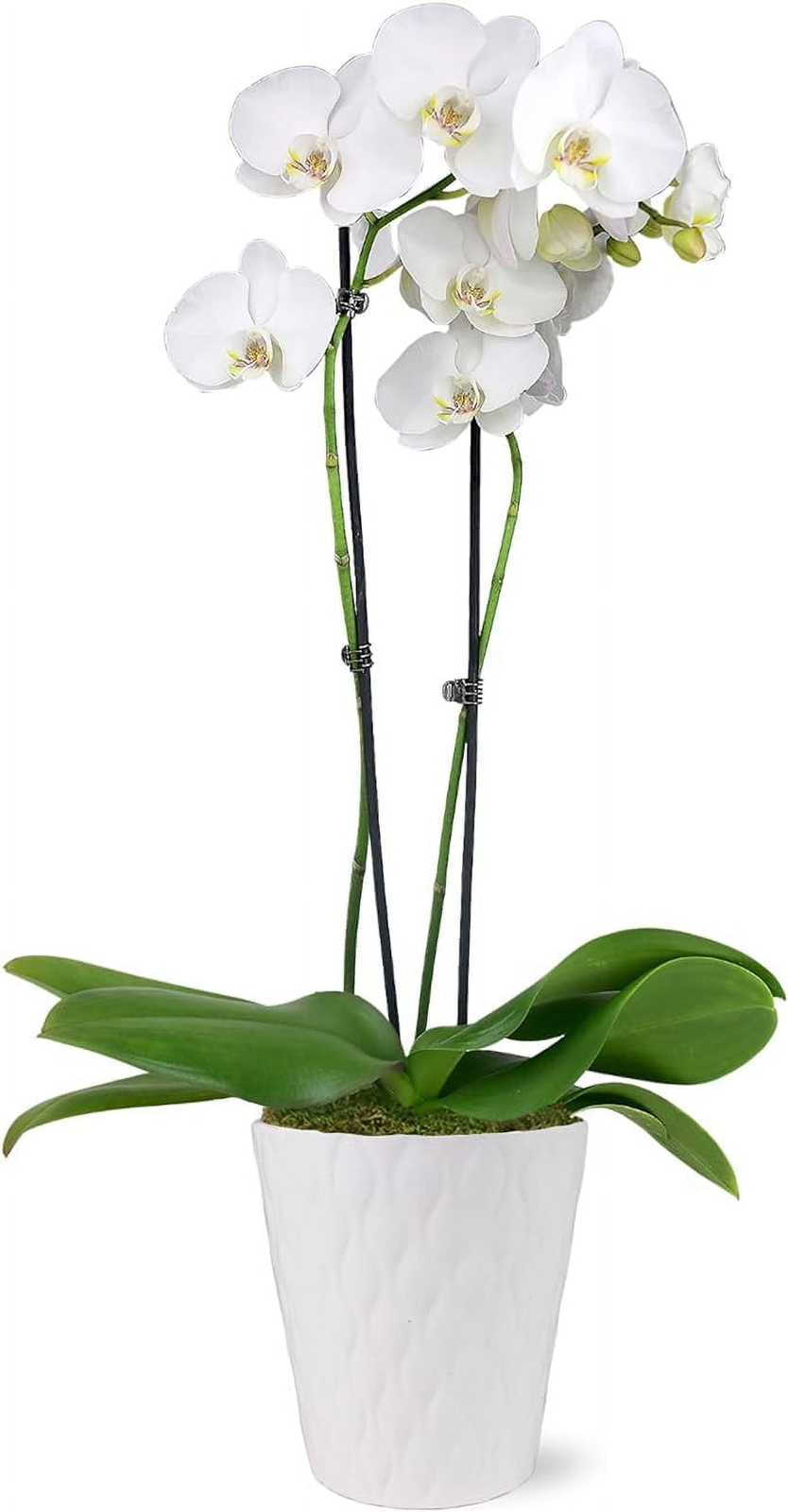 16-30″ White and Yellow Premium Orchid Live Plant in 5″ White Ceramic Pot, House