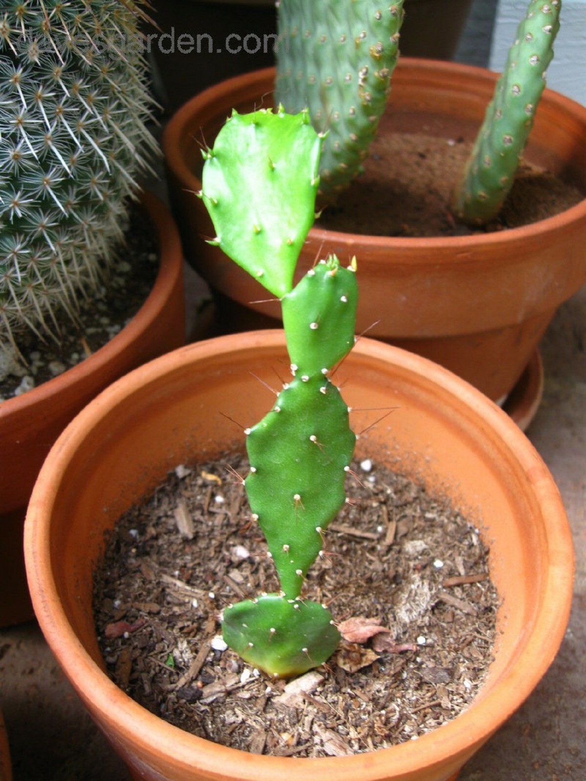 5 DIFFERENT Assorted Live Potted Plants!!! SHIPS FREE!!!