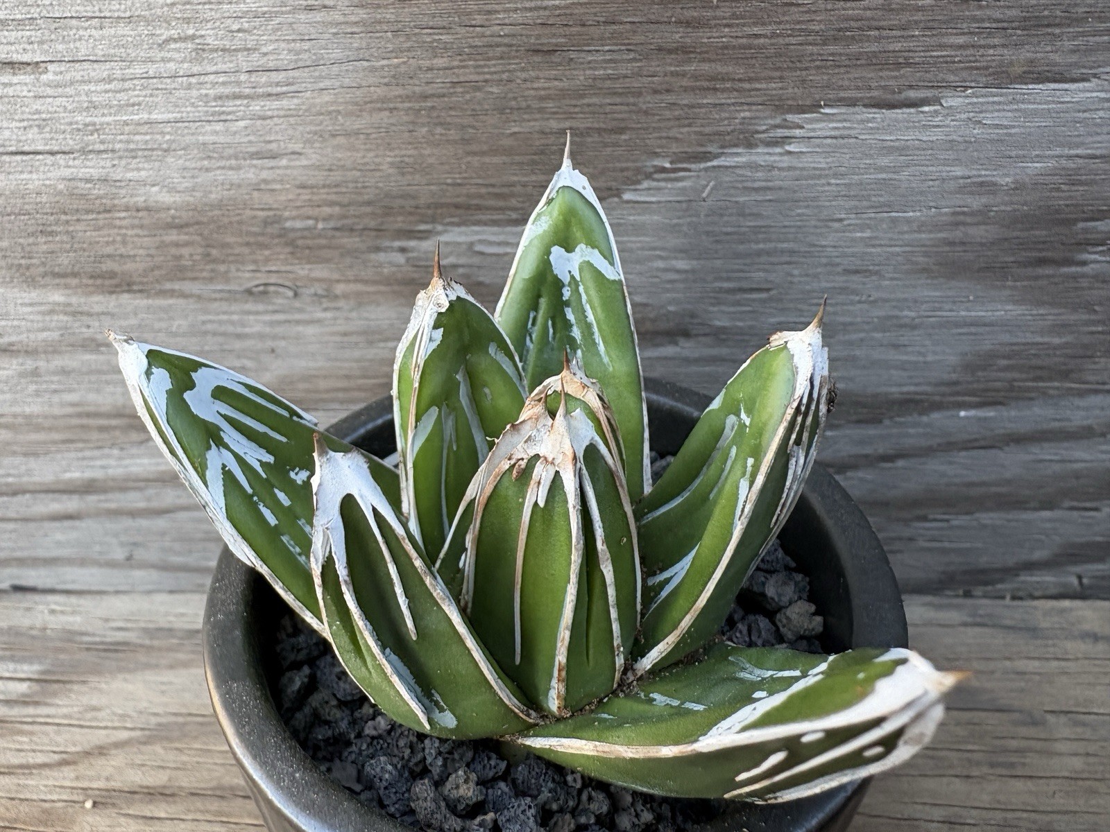 Agave ‘Glacier’ Supreme VR Selection!! – Deep Linear Ridged!!! Pintilla Rare!!