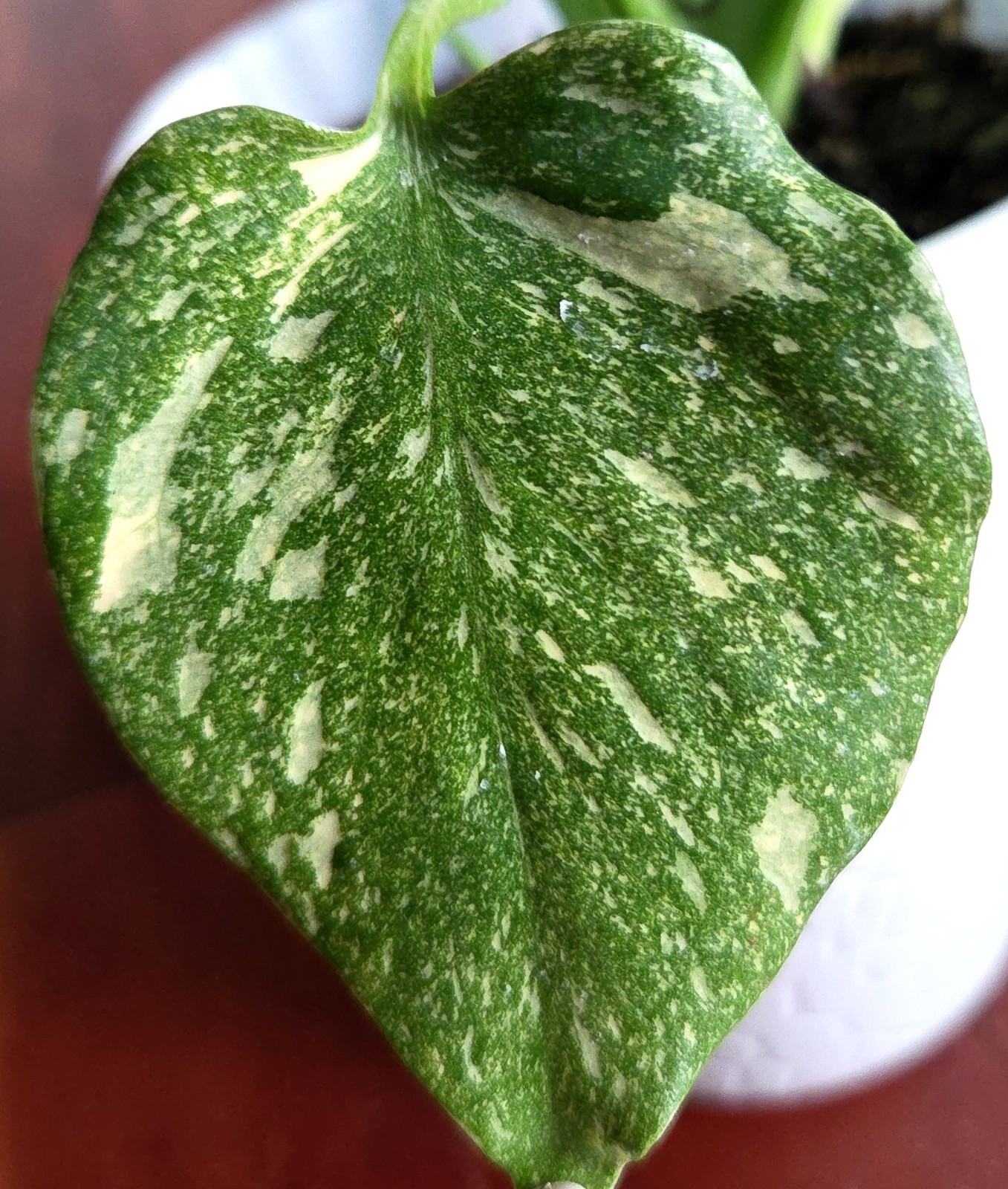 Rare Monstera Thai Starlight Mint 24″ Tall Aroid Not Philodendron Anthurium