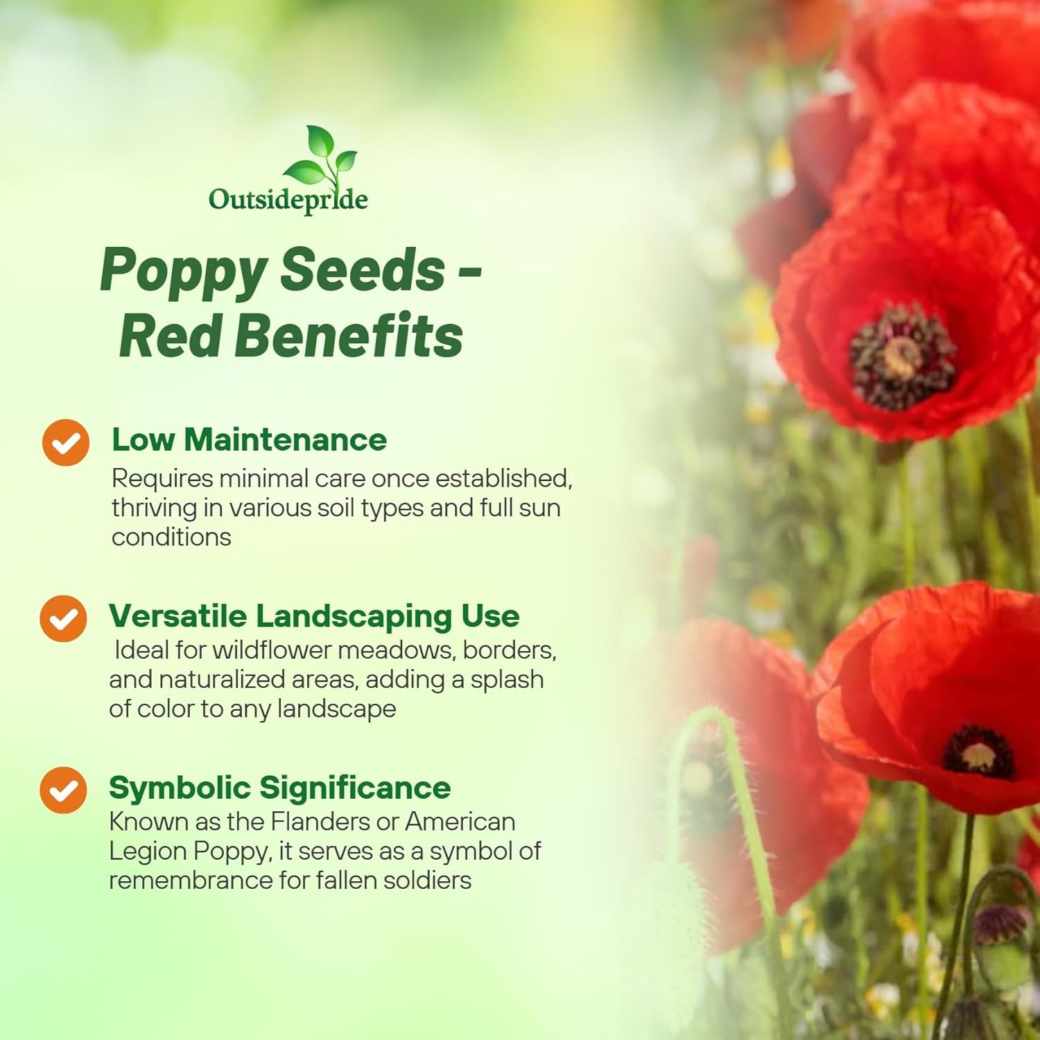 1 LB Papaver Rhoeas Drought Tolerant Corn Poppy Wild Flowers