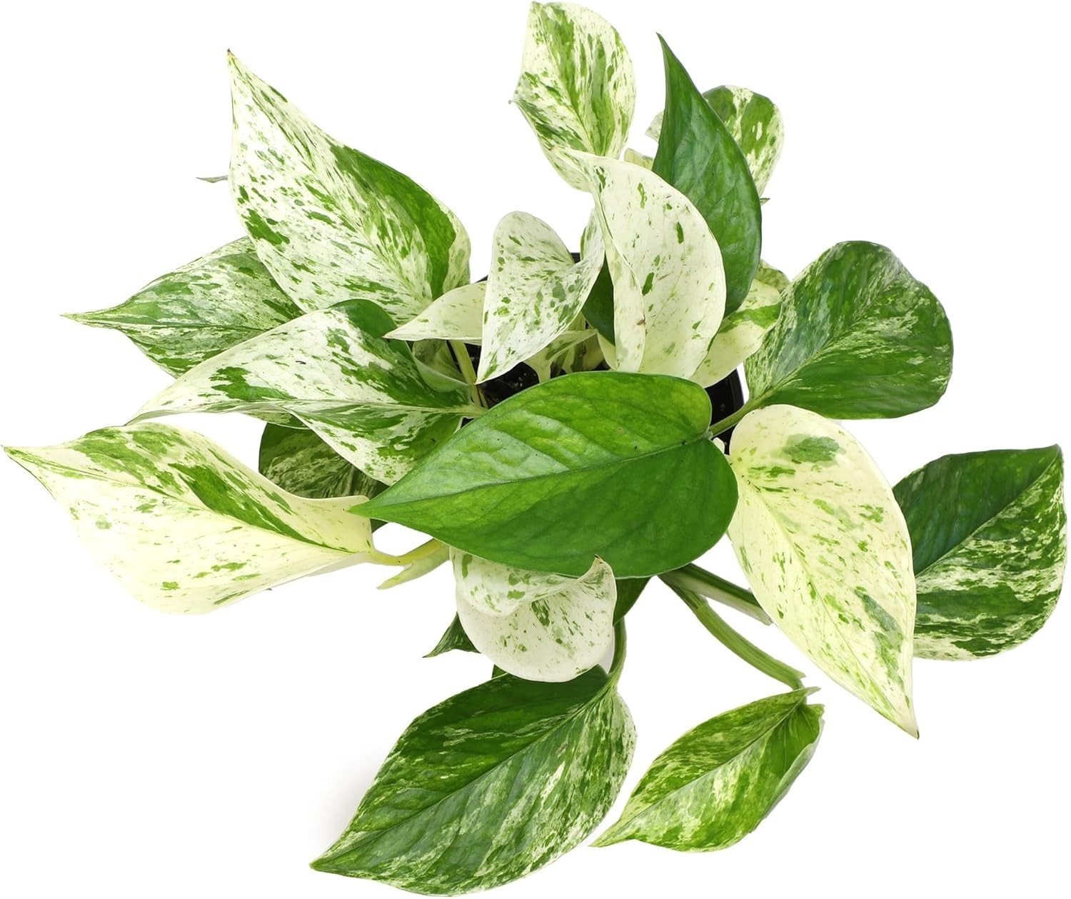 Beautiful 4″ Marble Queen Pothos – Air-Purifying, Perfect for Any Space